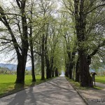 mondsee-allee