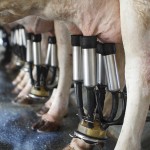 Milchpreis und TTIP Österreich